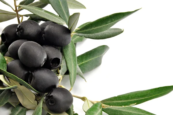 Azeitonas pretas com folhas de oliveira — Fotografia de Stock