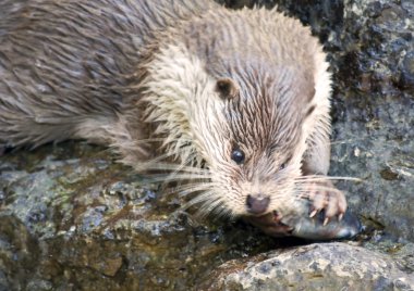 Otter eating clipart