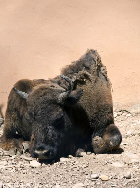 stock image Buffalo resting