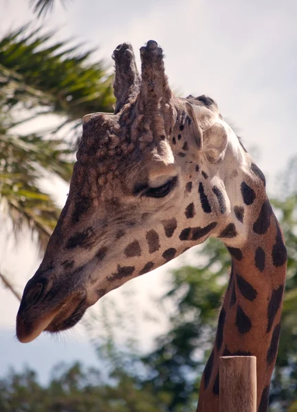 Chefe da girafa — Fotografia de Stock
