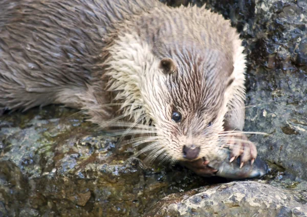 Yeme otter — Stok fotoğraf