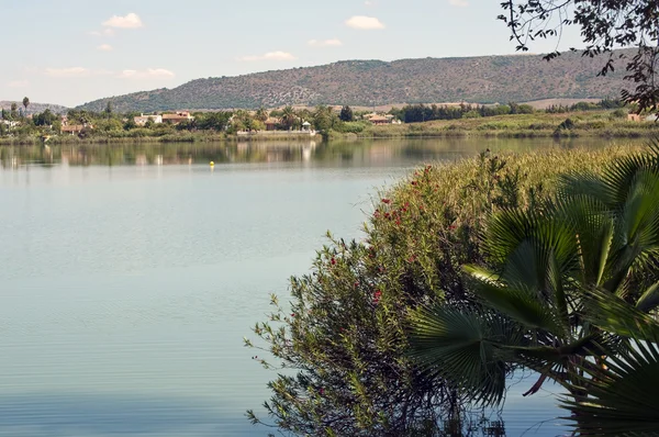 ต้นปาล์มในทะเลสาบ — ภาพถ่ายสต็อก