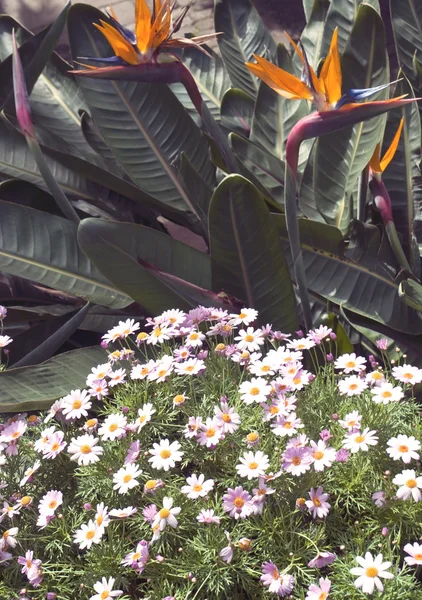 Strelitzia flores — Fotografia de Stock