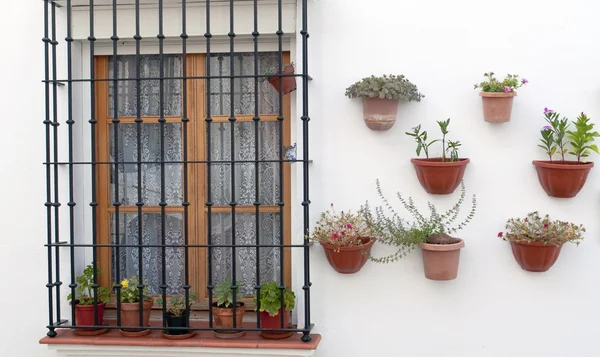 Wall with plants — Stock Photo, Image