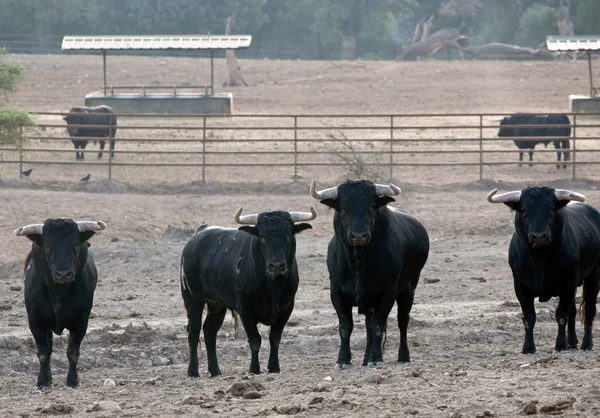 Несколько быков — стоковое фото