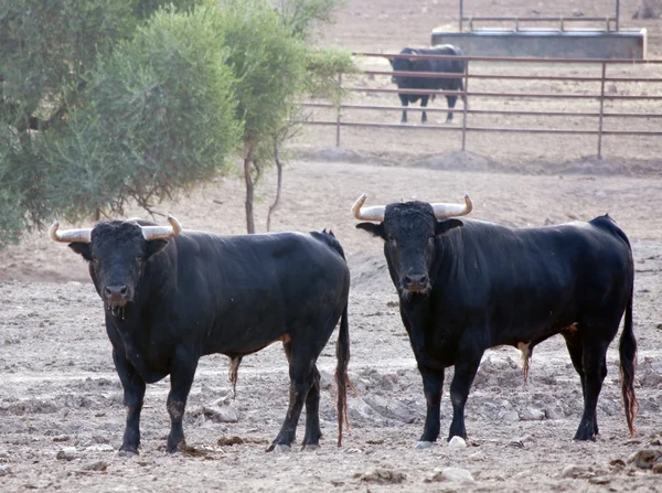 Several bulls — Stock Photo, Image