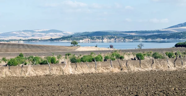 Lago rodeado de vegetación — Foto de Stock