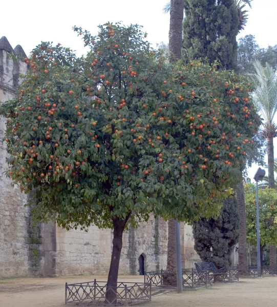 Chodit s oranžovými stromy — Stock fotografie