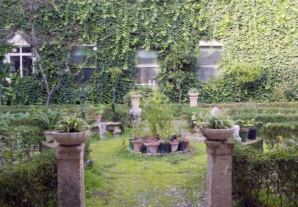 Ogród doniczkowych — Zdjęcie stockowe