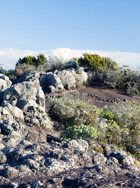 山とサボテン — ストック写真