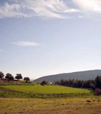 çeşitli ağaçlar