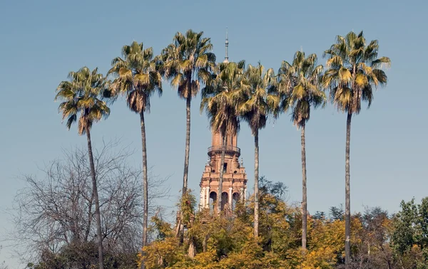 stock image Several palm trees