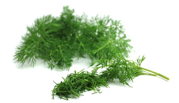 Dill on a white background — Stock Photo, Image