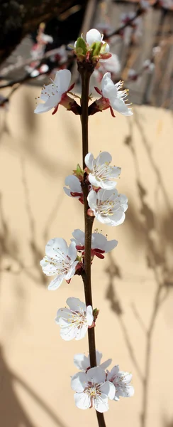 Albaricoque floreciente — Foto de Stock