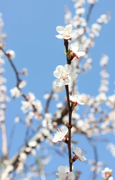 stock image Flowering apricot