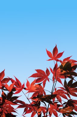 Acer palmatum, Red Maple - with clipping path clipart