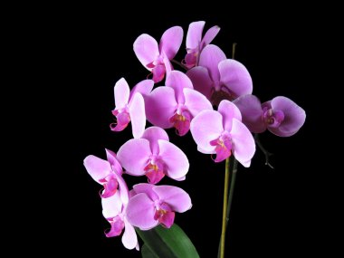 pembe phalaenopsis orkide