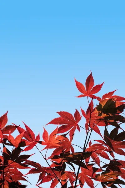 Acer palmatum, arce rojo - con camino de recorte — Foto de Stock