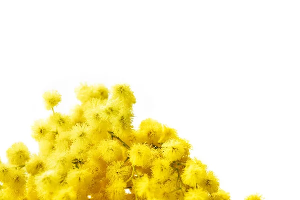 含羞草 — 图库照片