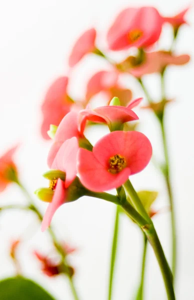 Małe różowe kwiecie — Zdjęcie stockowe