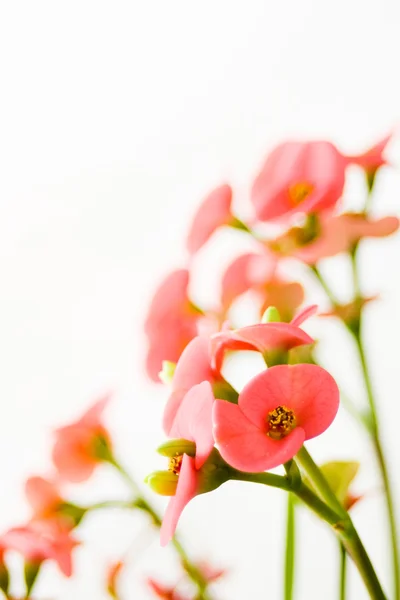 stock image Little pink flowers