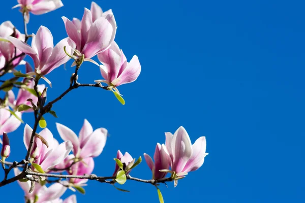 stock image Pink Magnolia Flowers