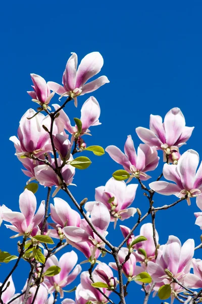 güzel mavi gökyüzü üzerinde pembe Manolya çiçek dalları