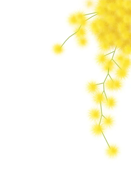 Mimoza — Stok fotoğraf