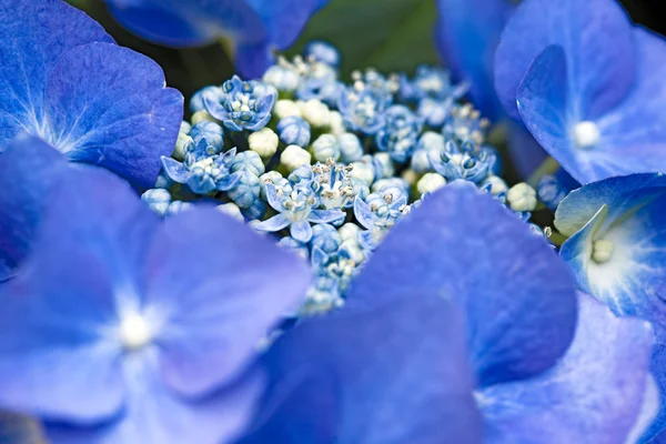 Koronki niebieski WPR Hortensja — Zdjęcie stockowe