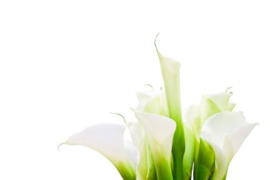 Bunch Of Calla Lilies - with clipping path clipart