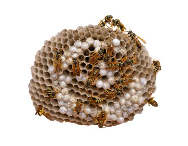 Wasp Nest - with clipping path clipart