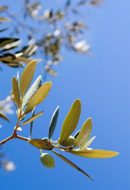 zeytin dalı - kırpma yolu ile