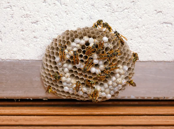 Wesp nest - met uitknippad — Stockfoto