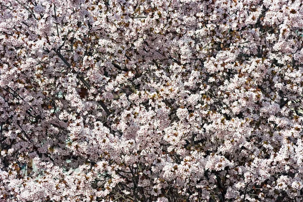 stock image Cherry Blossoms