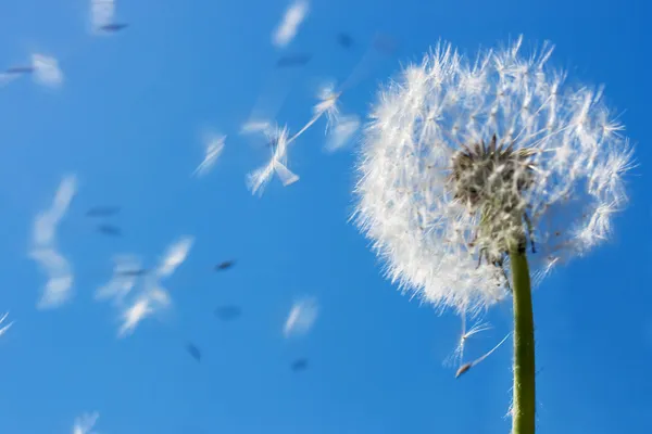 Dandelion Flying Seeds — Stock Photo, Image