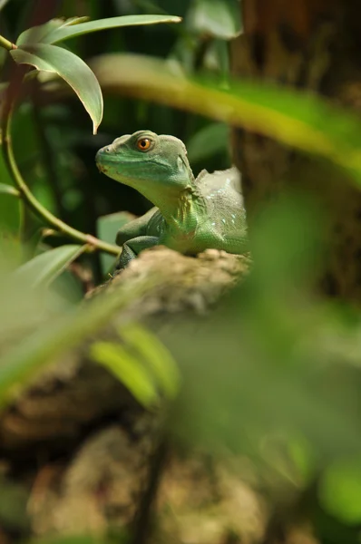 stock image Green lizard in jungle watching you