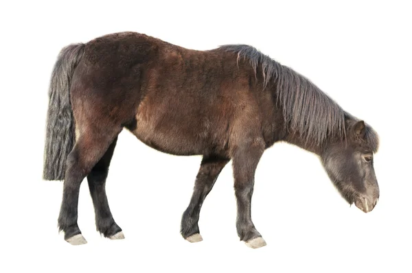 Kleine pony Stockafbeelding