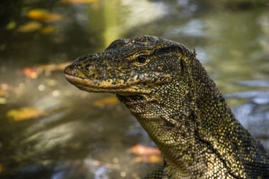 Su monitör (Varanus Salvator)