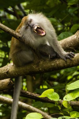 Grinning macaque clipart