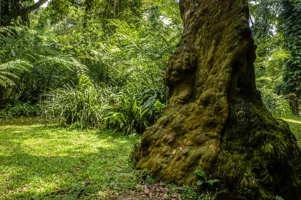 Stock image Tropical landscape