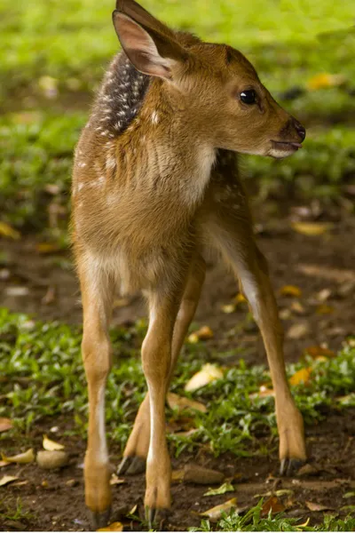 小さな鹿 — ストック写真