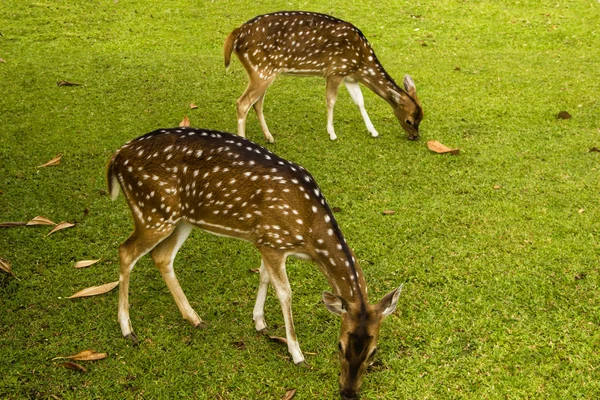 鹿は草の上 — ストック写真