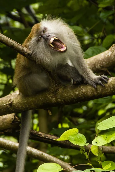 stock image Grinning macaque