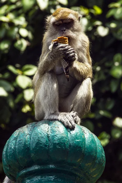 A monkey with ice-cream — Stock Photo, Image