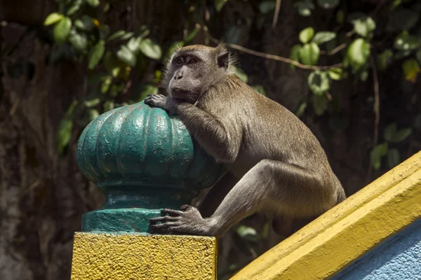 stock image A monkey sittin on handrails