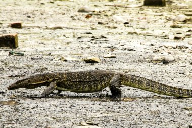 Su monitör (Varanus Salvator)