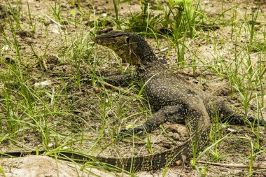 Su monitör (Varanus Salvator)