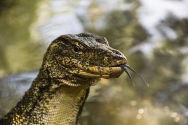 Su monitör (Varanus Salvator)