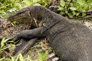 Su monitör (Varanus Salvator)