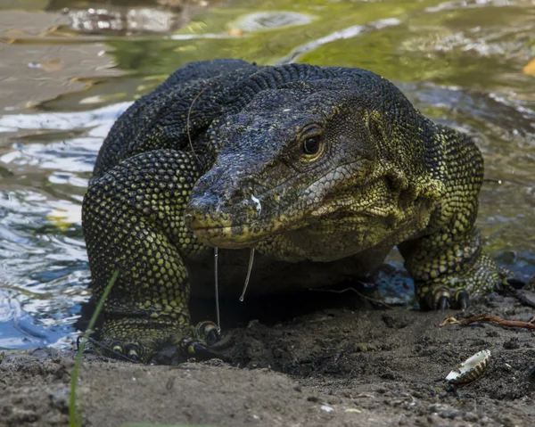 stock image Water monitor (Varanus Salvator)